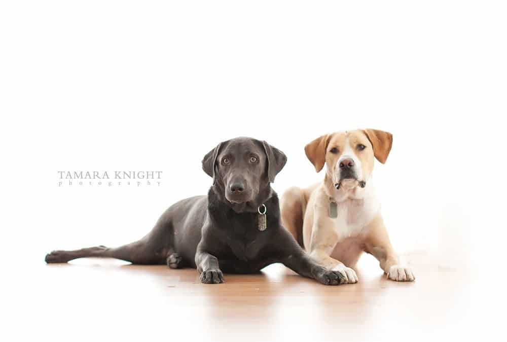 The Significance of Pet Photography, dog photography, orlando dog photography, pet photos, pet photography, orlando photography